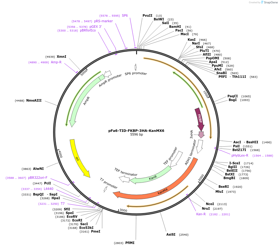 228024-plasmid-map-sequence-id-451860
