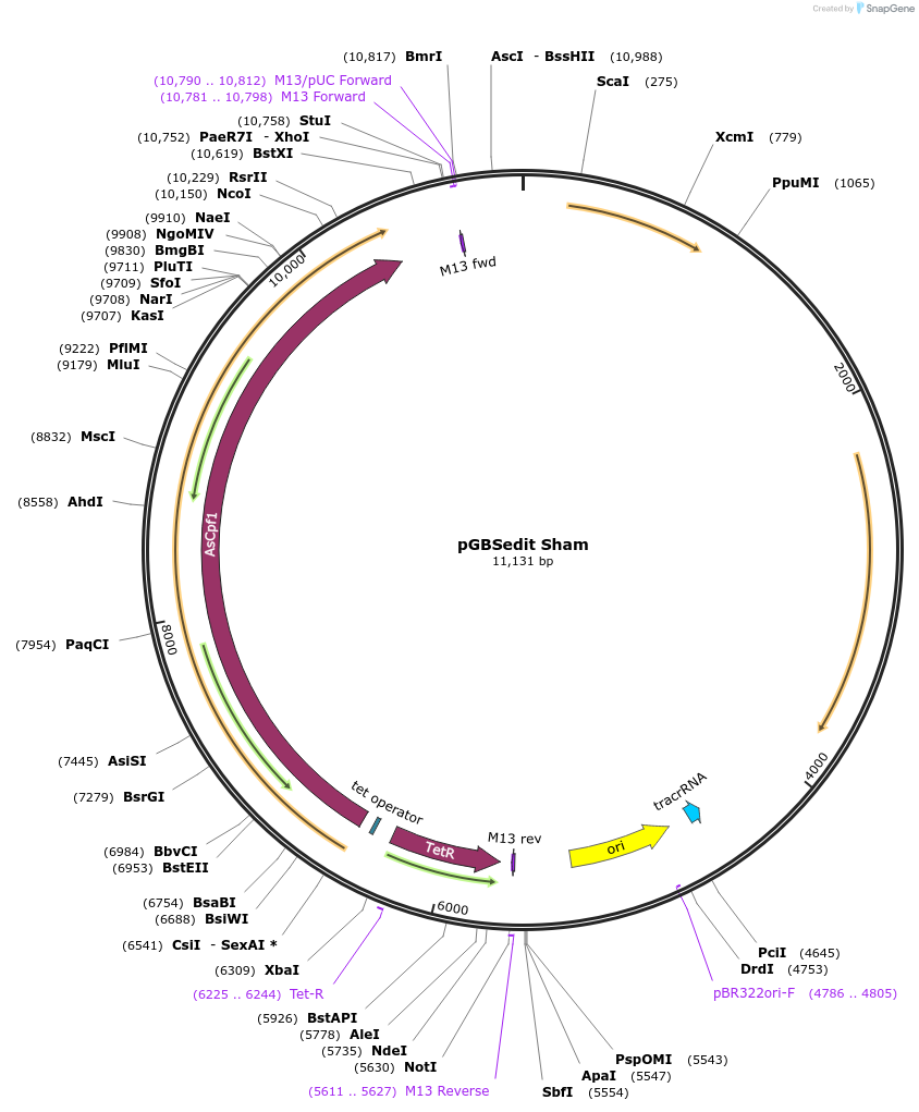 223200-plasmid-map-sequence-id-451877