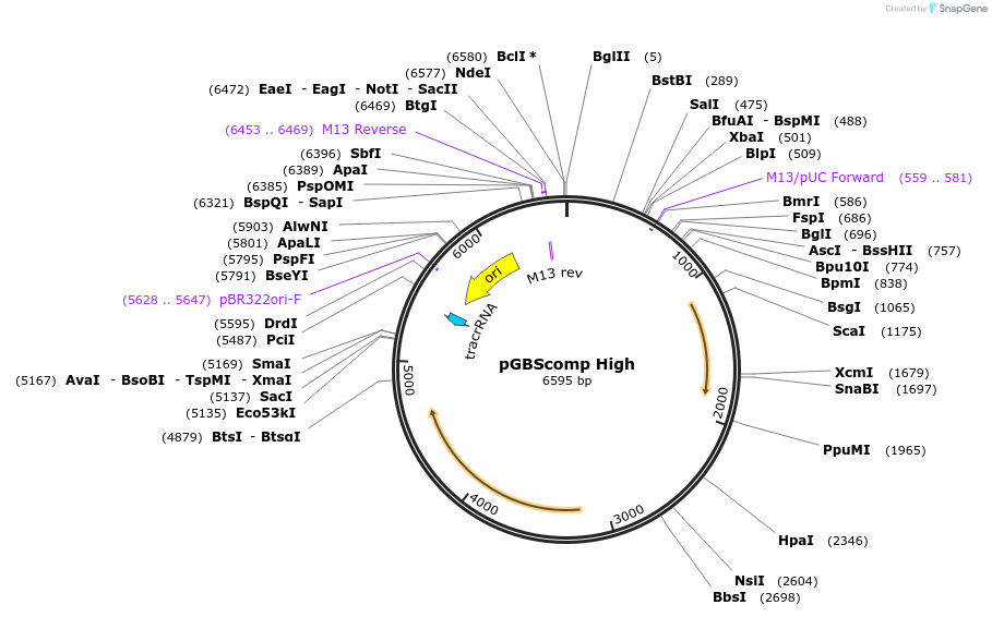 223202-plasmid-map-sequence-id-451880