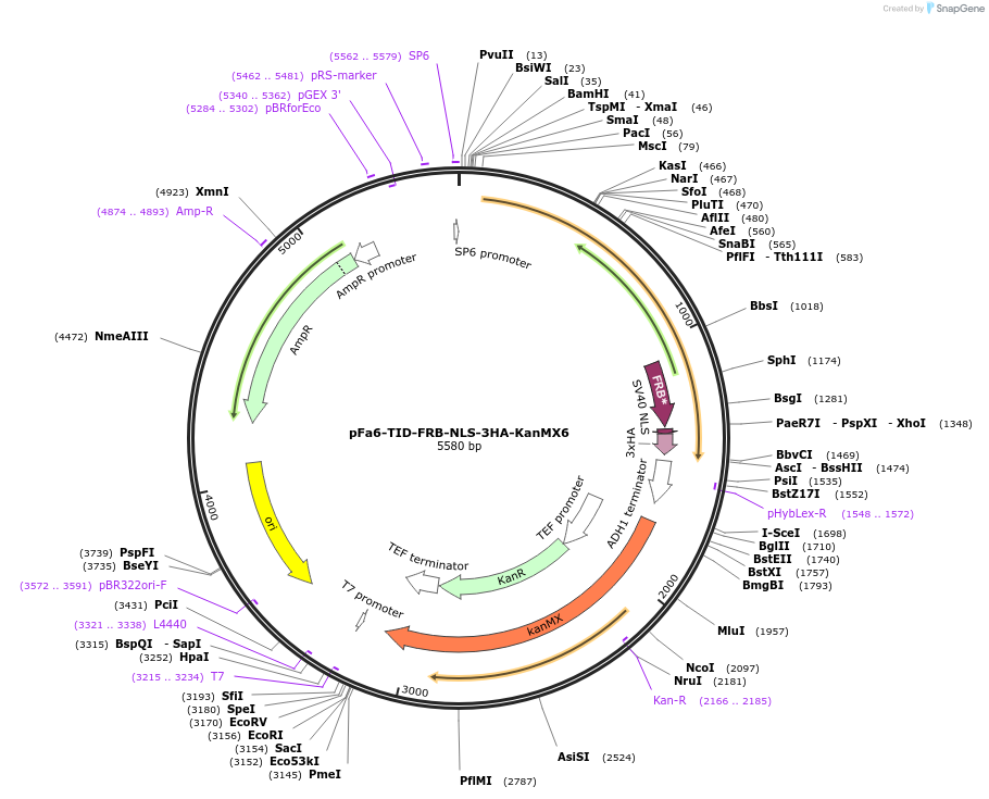 228022-plasmid-map-sequence-id-451885