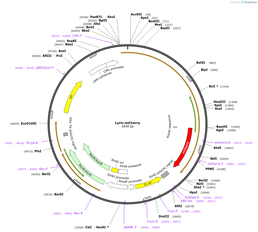 226563-plasmid-map-sequence-id-451890