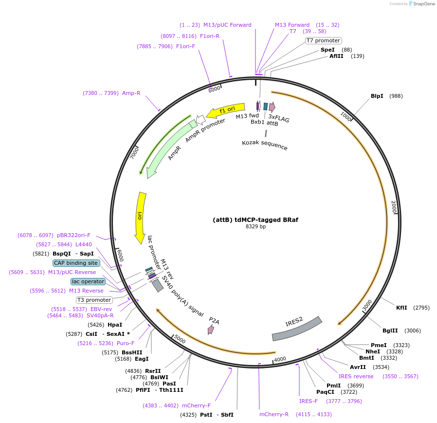 226165-plasmid-map-sequence-id-451900