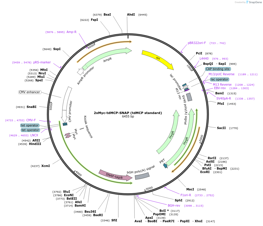226166-plasmid-map-sequence-id-451905