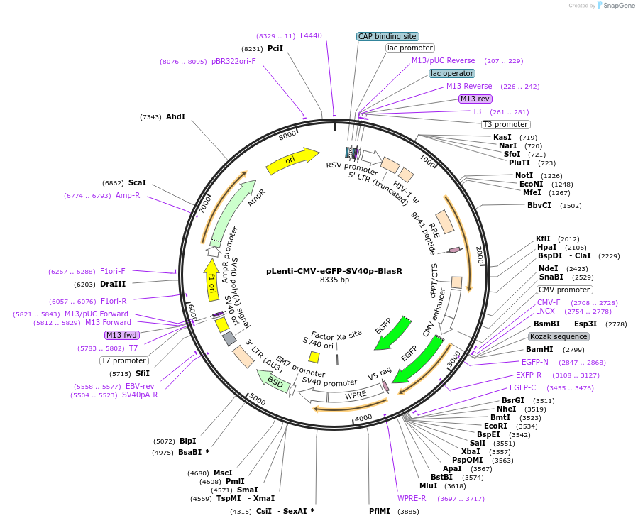 228271-plasmid-map-sequence-id-451906