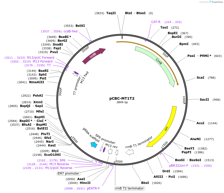 50593-plasmid-map-sequence-id-451910