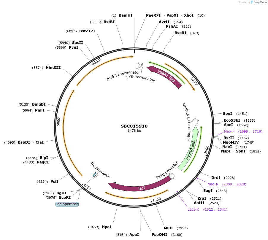 226287-plasmid-map-sequence-id-451913