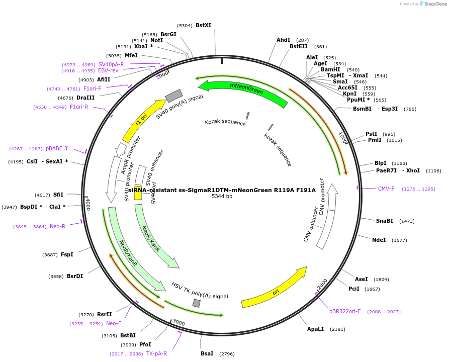 226576-plasmid-map-sequence-id-451926
