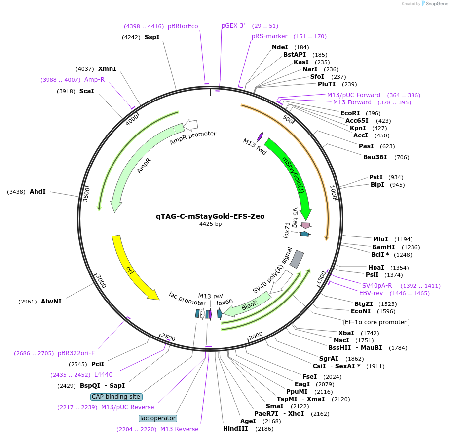 227258-plasmid-map-sequence-id-451996