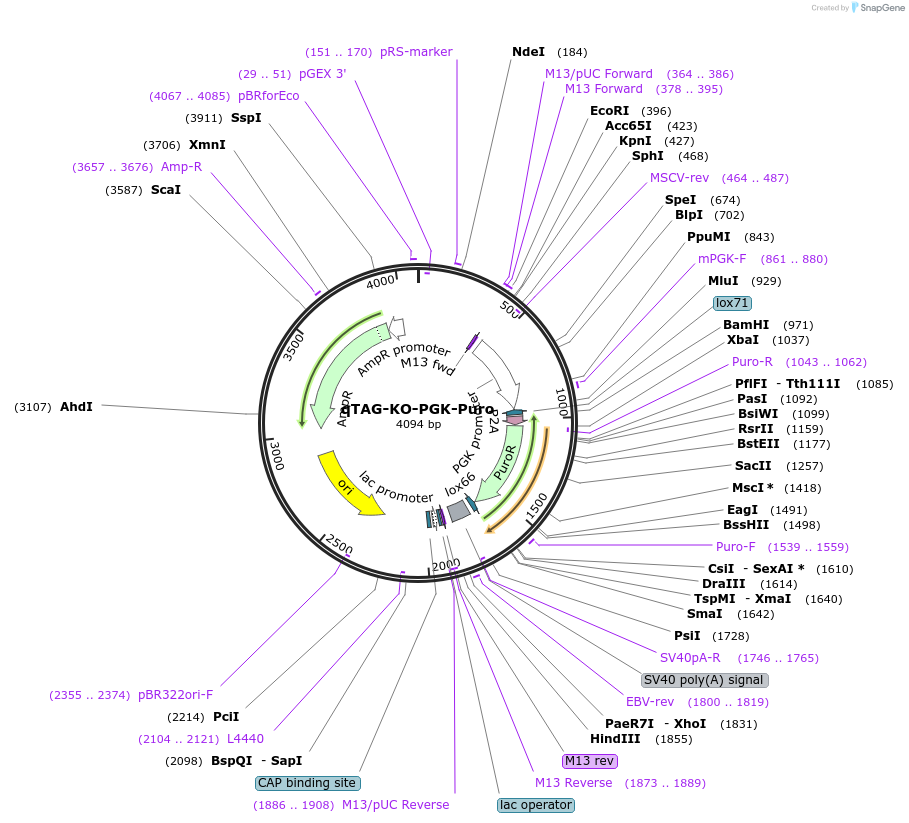 227264-plasmid-map-sequence-id-452007