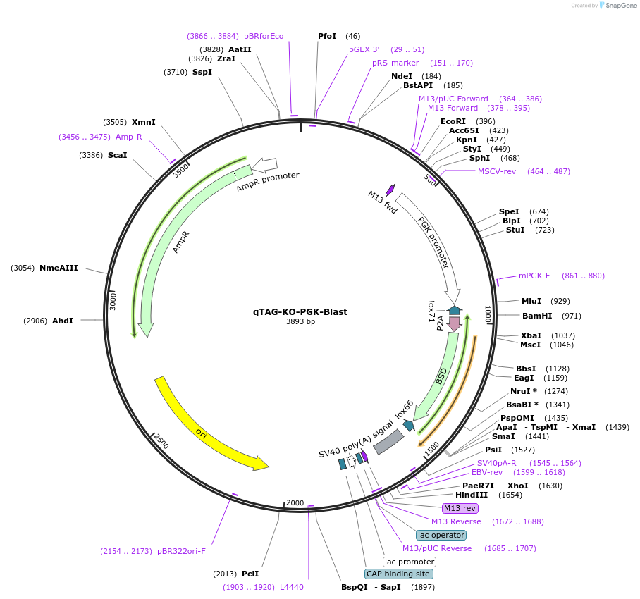 227265-plasmid-map-sequence-id-452010