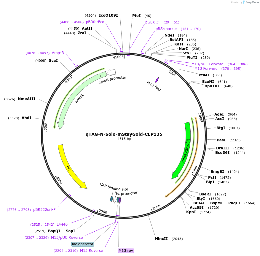 227287-plasmid-map-sequence-id-452057