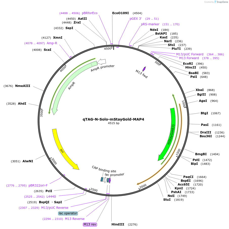 227296-plasmid-map-sequence-id-452068
