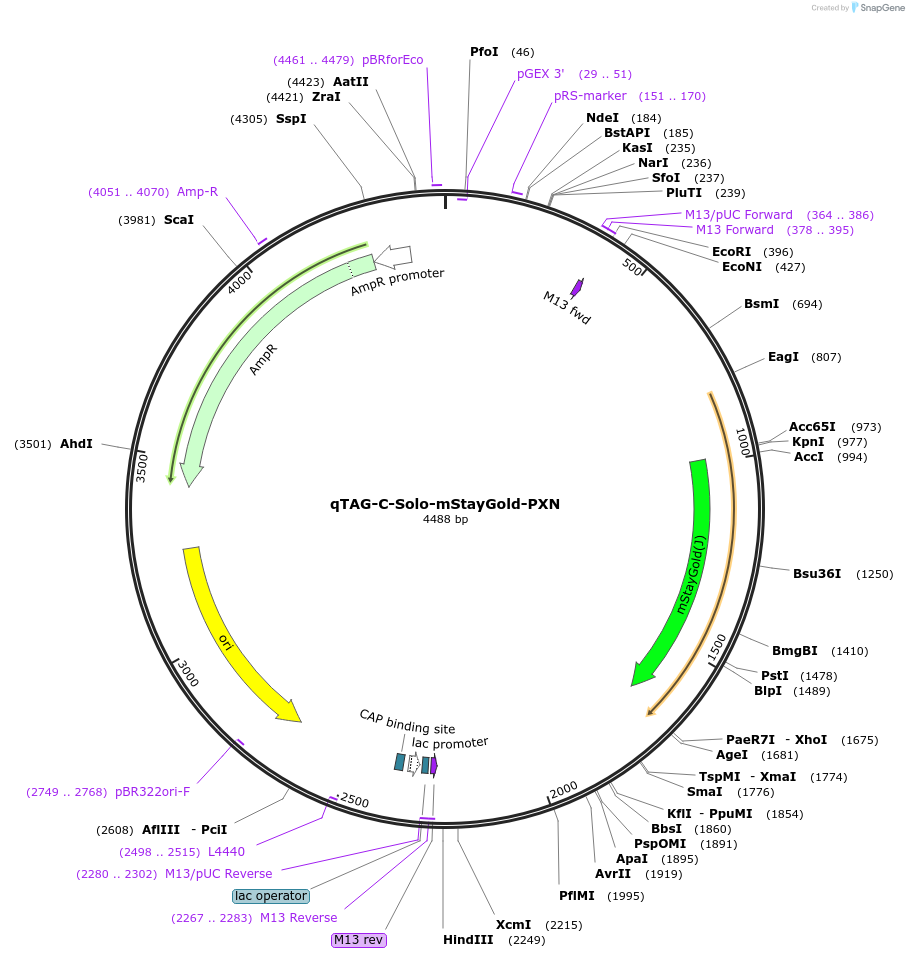 227316-plasmid-map-sequence-id-452083