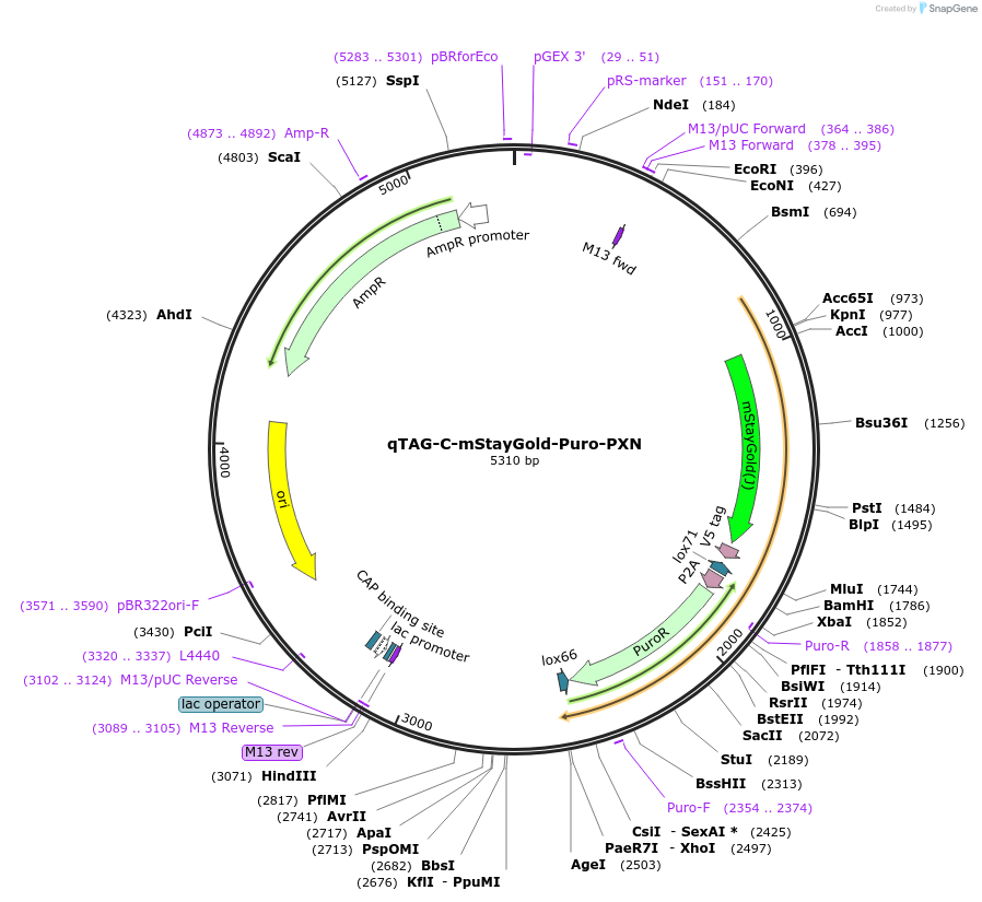 227317-plasmid-map-sequence-id-452087