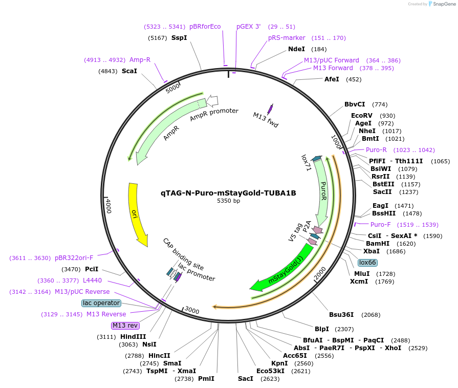 227321-plasmid-map-sequence-id-452094