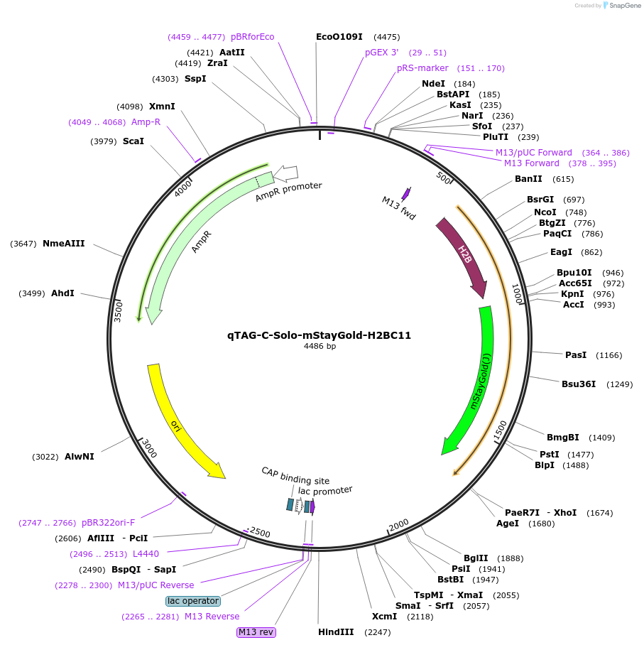 227330-plasmid-map-sequence-id-452124