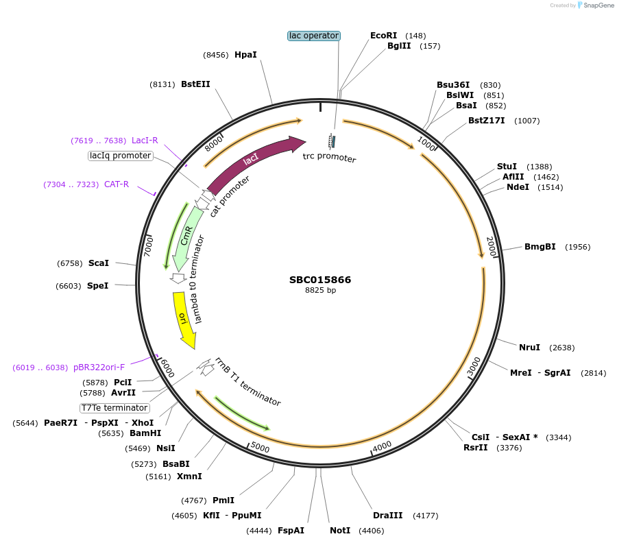 226280-plasmid-map-sequence-id-452181
