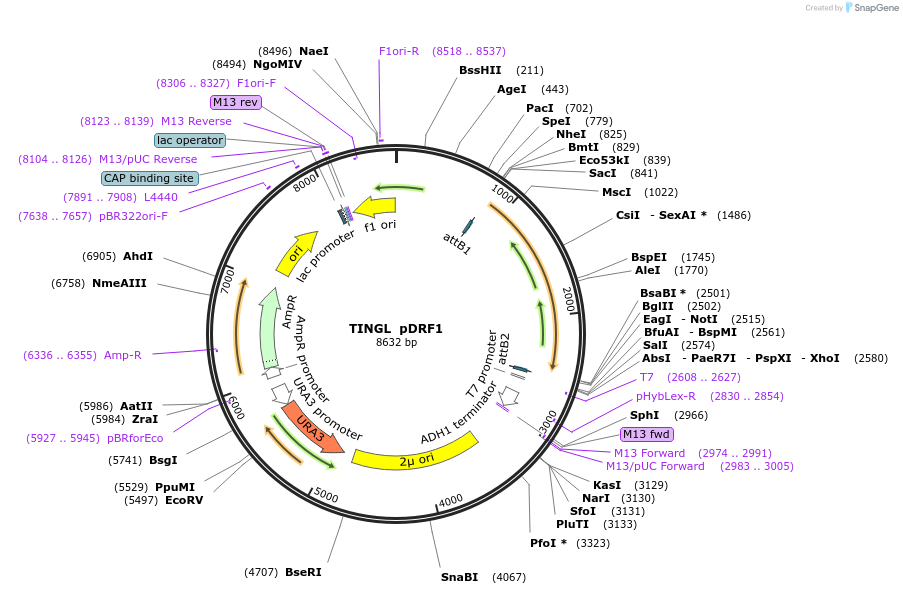 226436-plasmid-map-sequence-id-452205