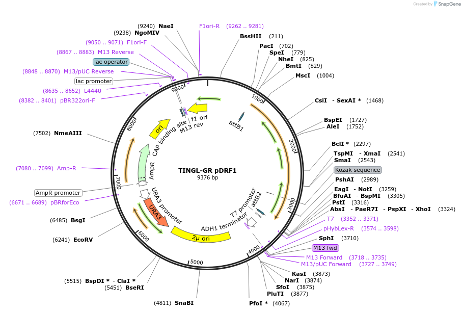 226437-plasmid-map-sequence-id-452207