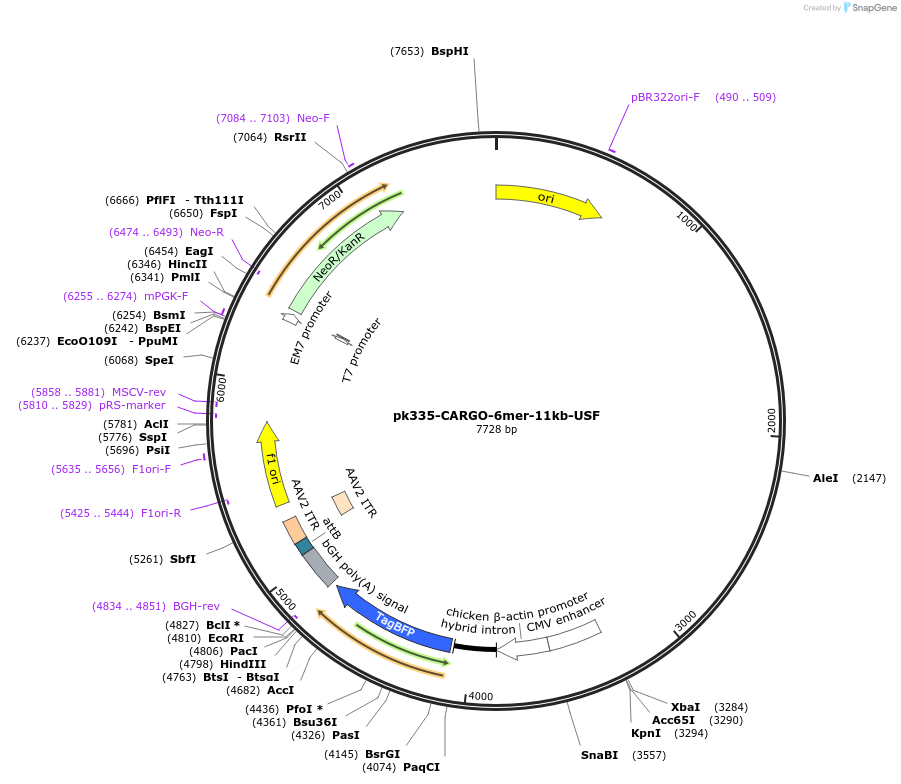 227473-plasmid-map-sequence-id-452209