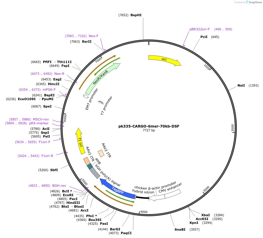 227498-plasmid-map-sequence-id-452212
