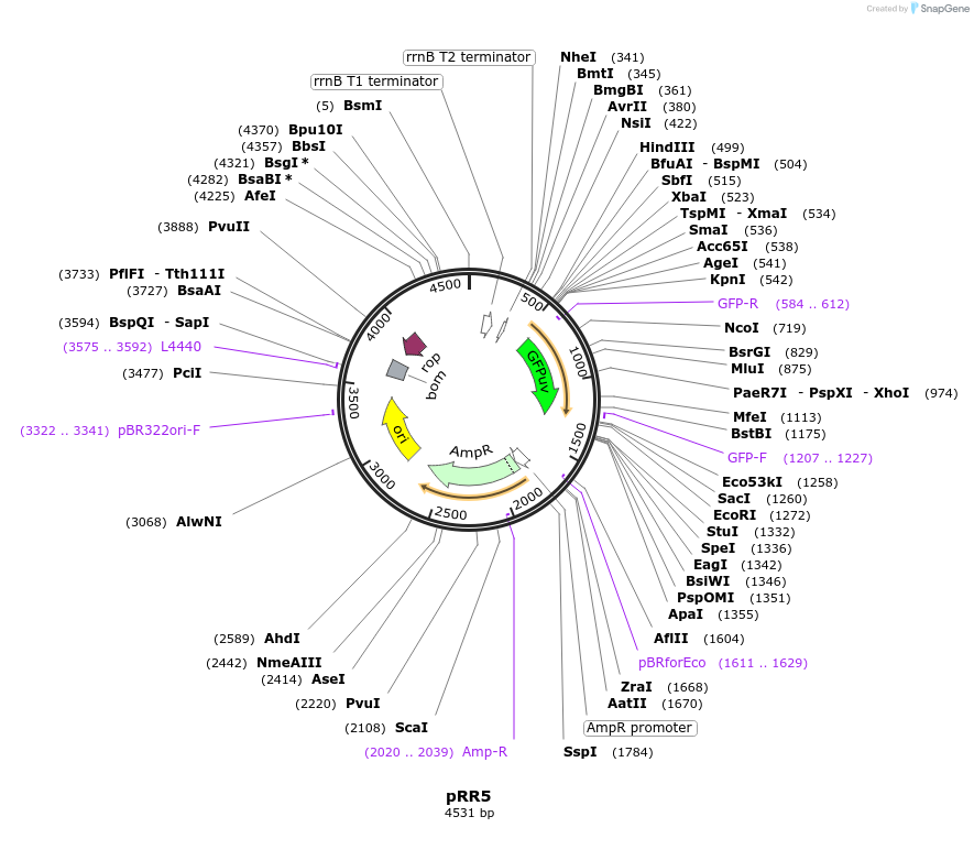225095-plasmid-map-sequence-id-452217