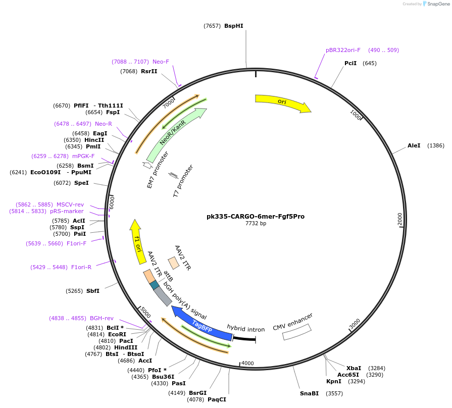 227479-plasmid-map-sequence-id-452235