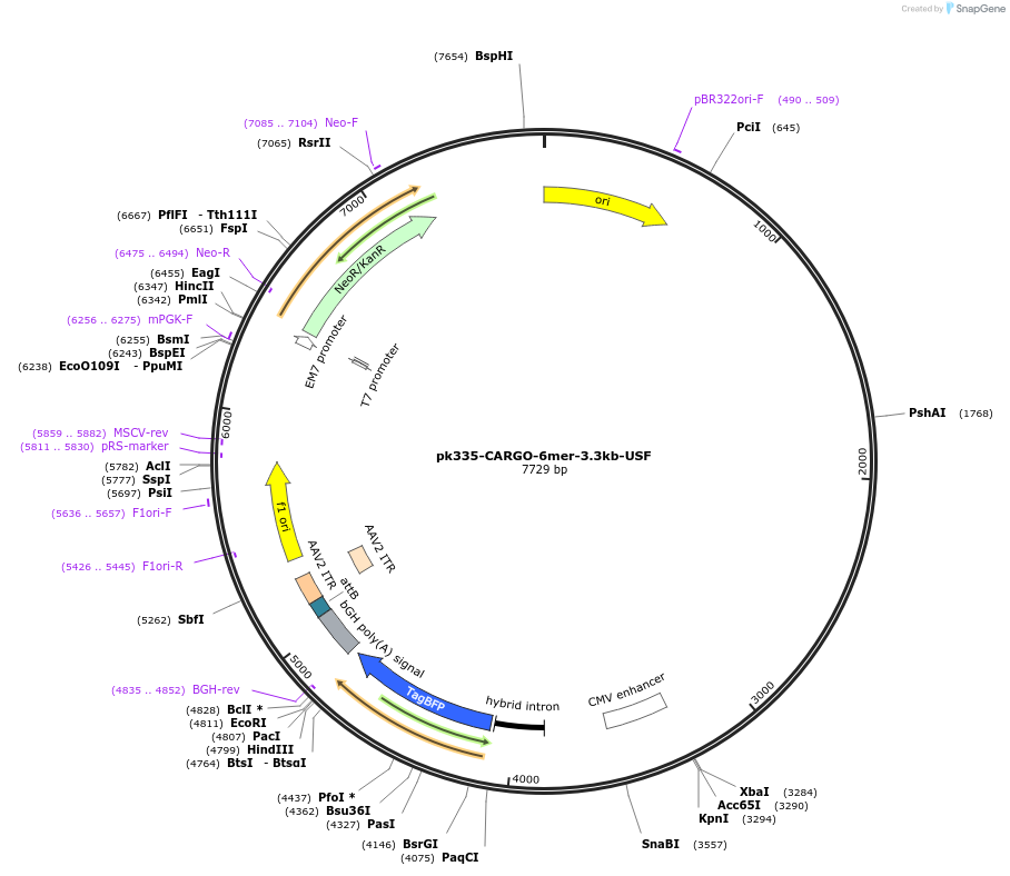 227475-plasmid-map-sequence-id-452237