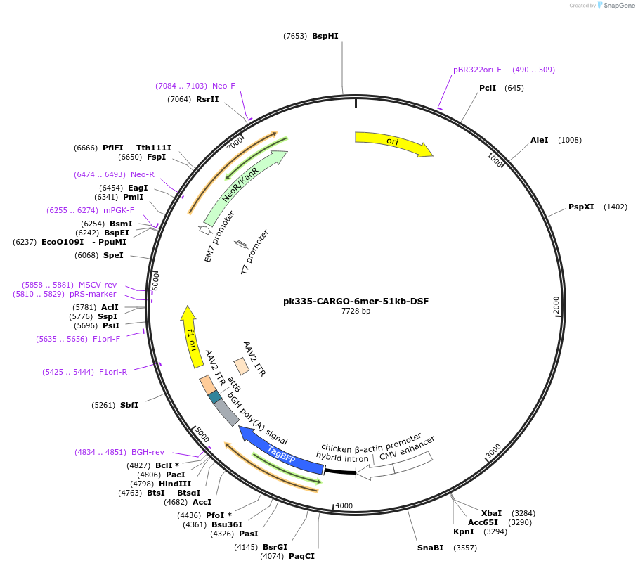 227496-plasmid-map-sequence-id-452238