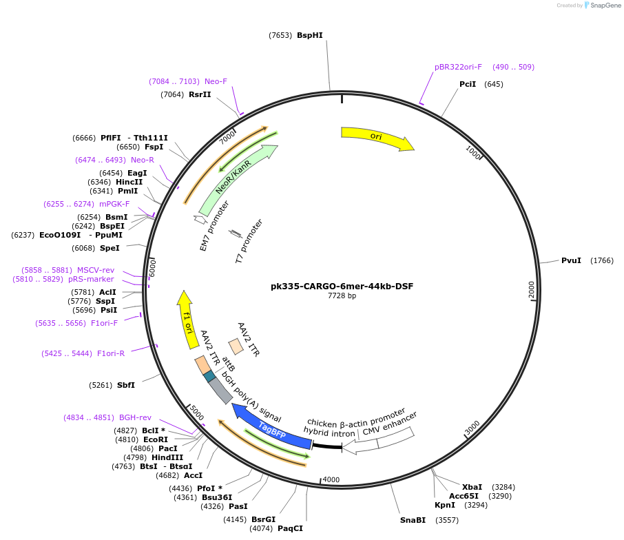 227494-plasmid-map-sequence-id-452239