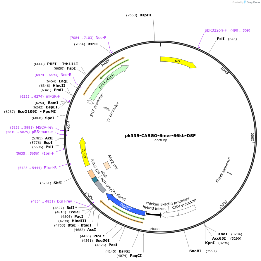 227497-plasmid-map-sequence-id-452240