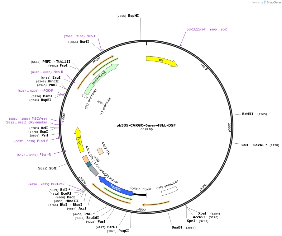 227495-plasmid-map-sequence-id-452241