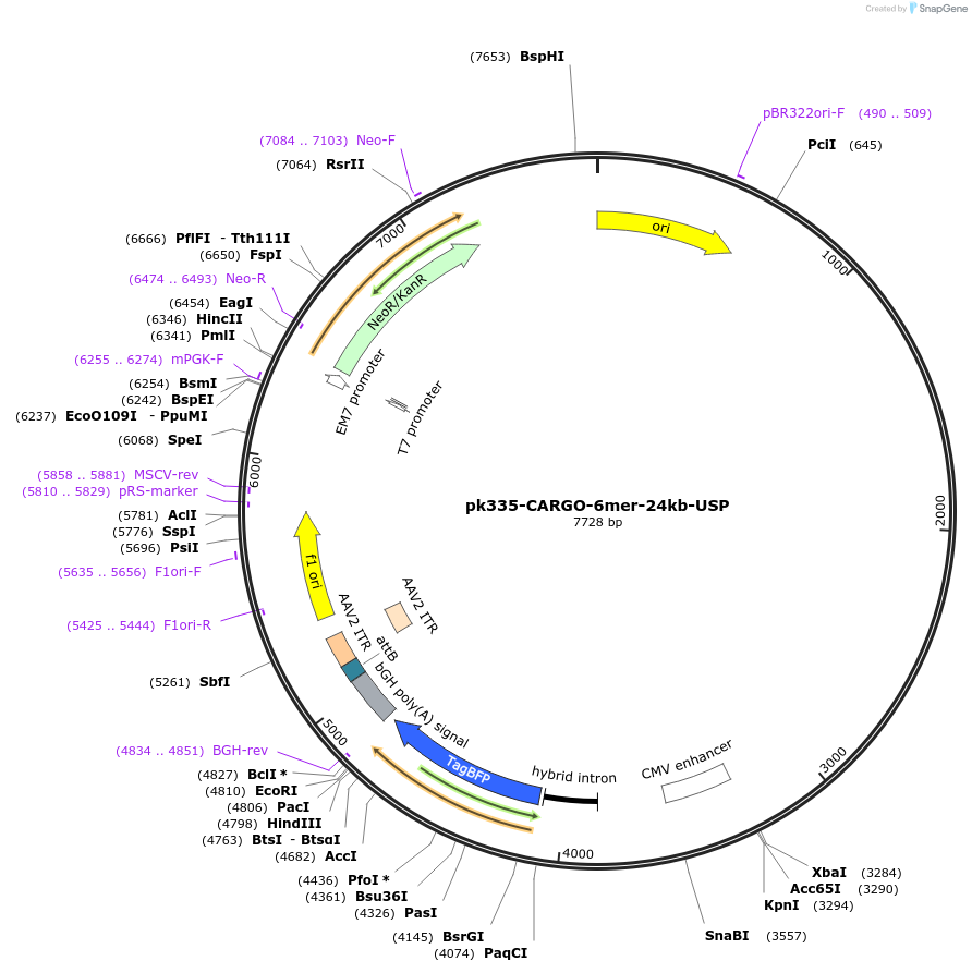 227445-plasmid-map-sequence-id-452243