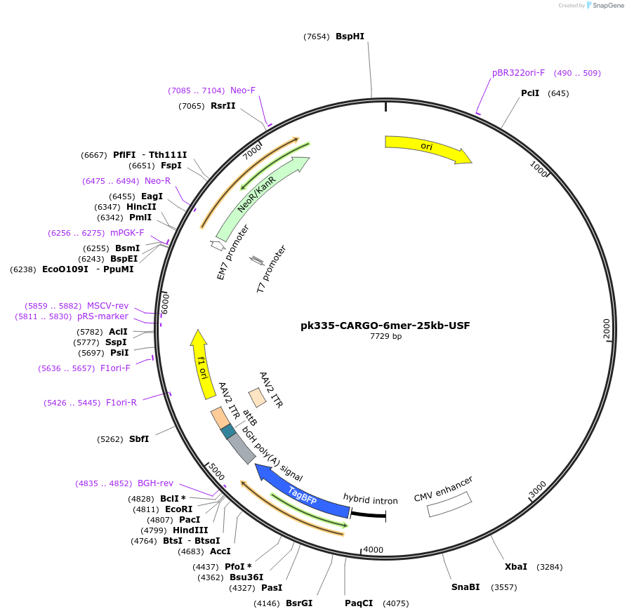 227468-plasmid-map-sequence-id-452244