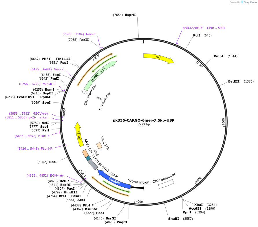 227448-plasmid-map-sequence-id-452248