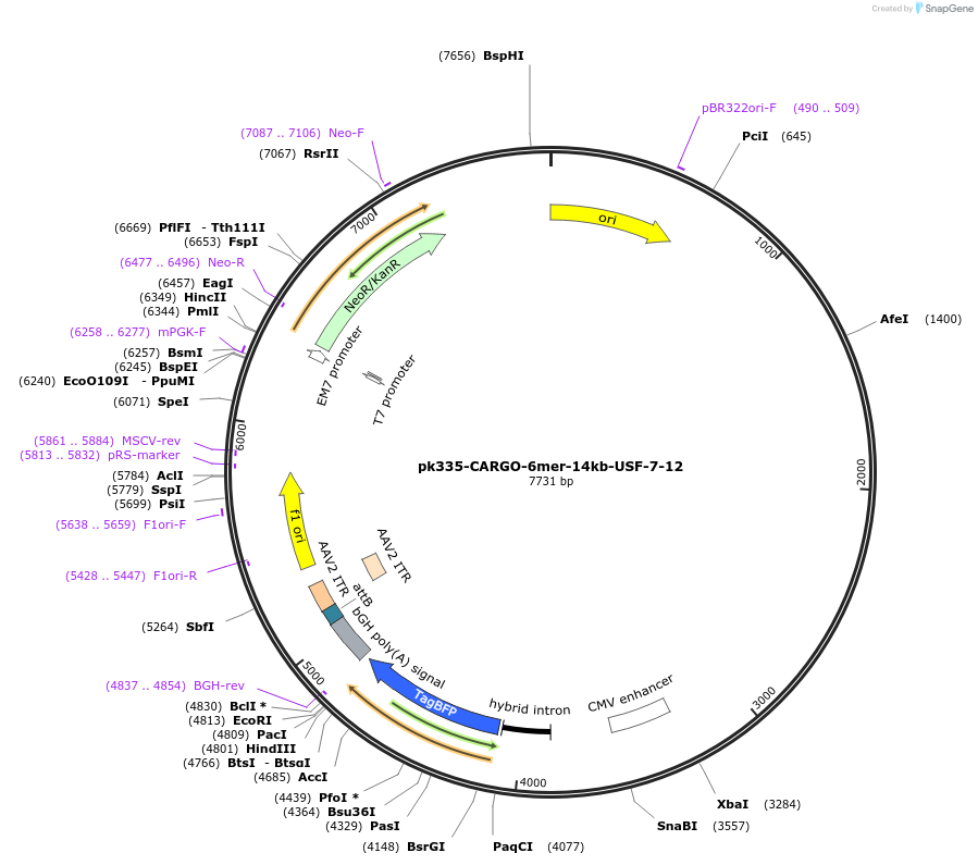 227471-plasmid-map-sequence-id-452250