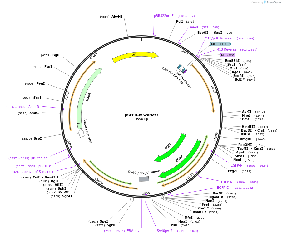 219640-plasmid-map-sequence-id-452254