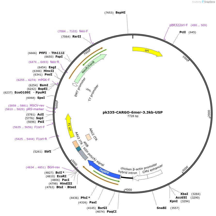 227450-plasmid-map-sequence-id-452255