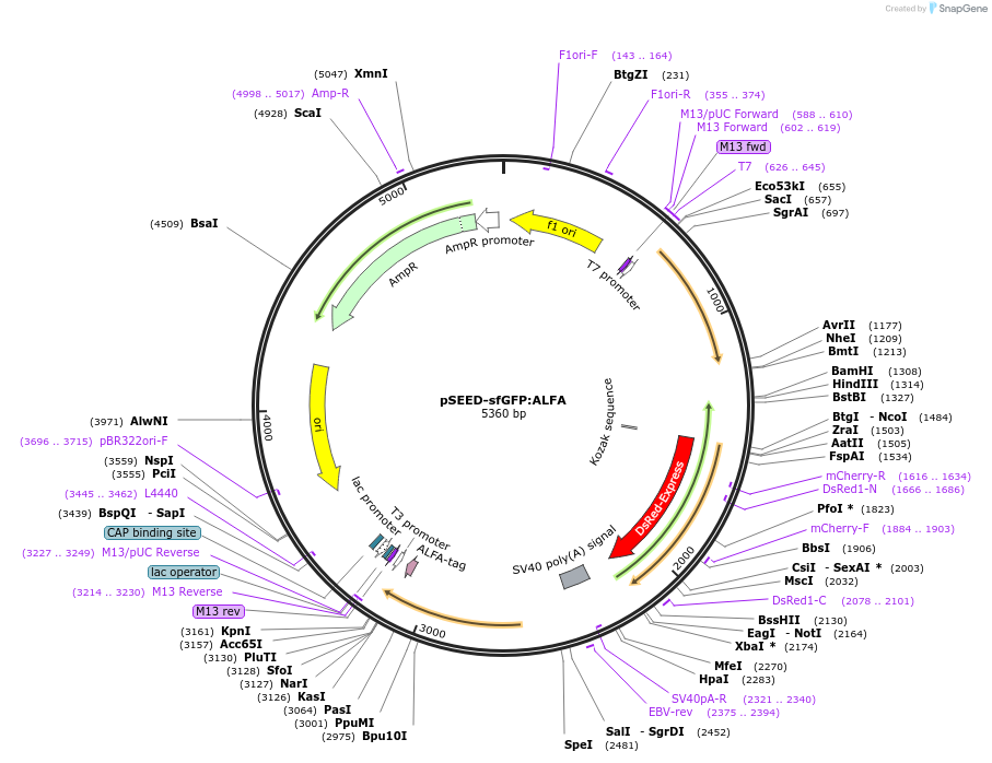 219642-plasmid-map-sequence-id-452263