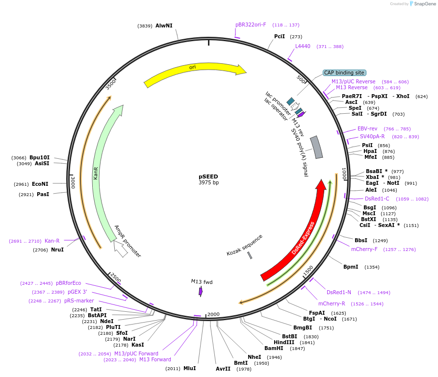 219658-plasmid-map-sequence-id-452264