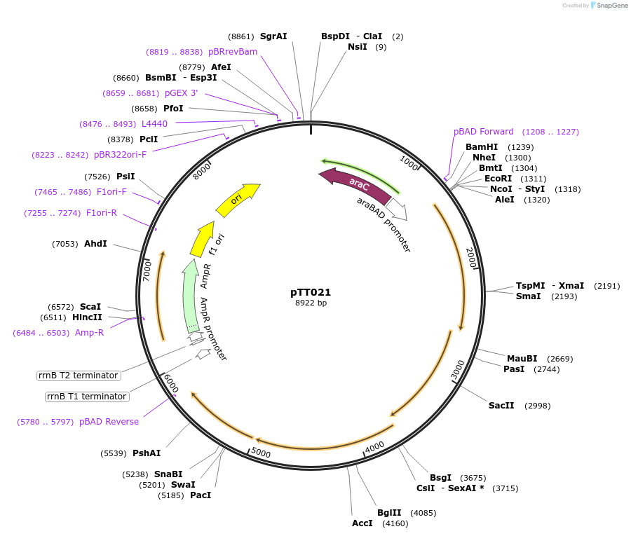 226782-plasmid-map-sequence-id-452266