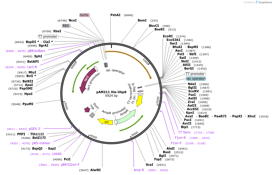 226359-plasmid-map-sequence-id-452269