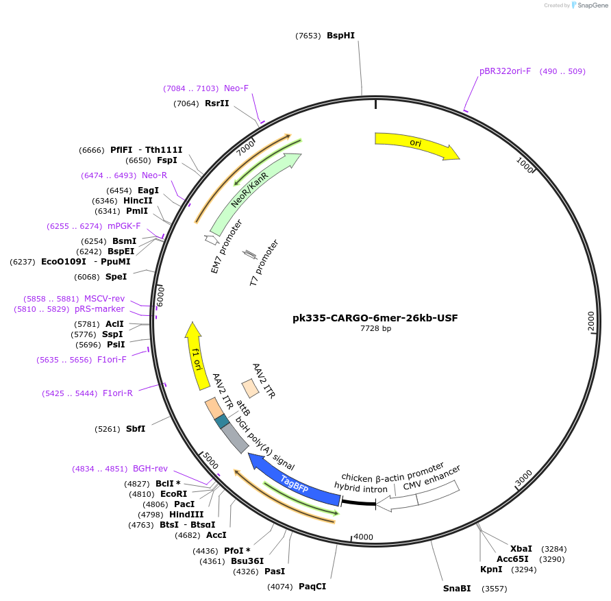 227467-plasmid-map-sequence-id-452271