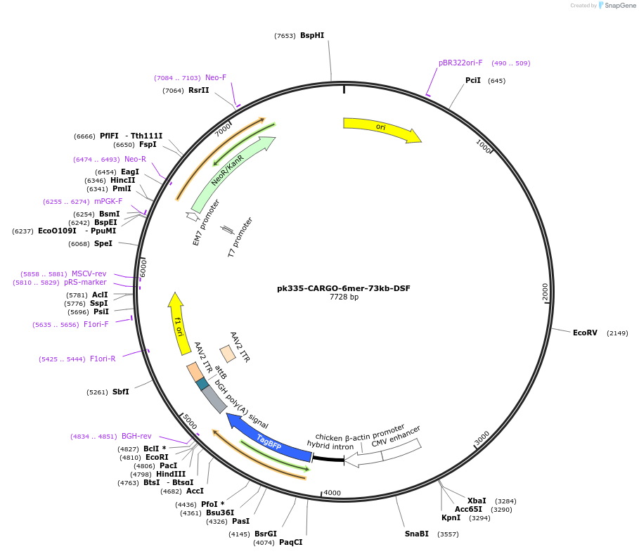 227499-plasmid-map-sequence-id-452273