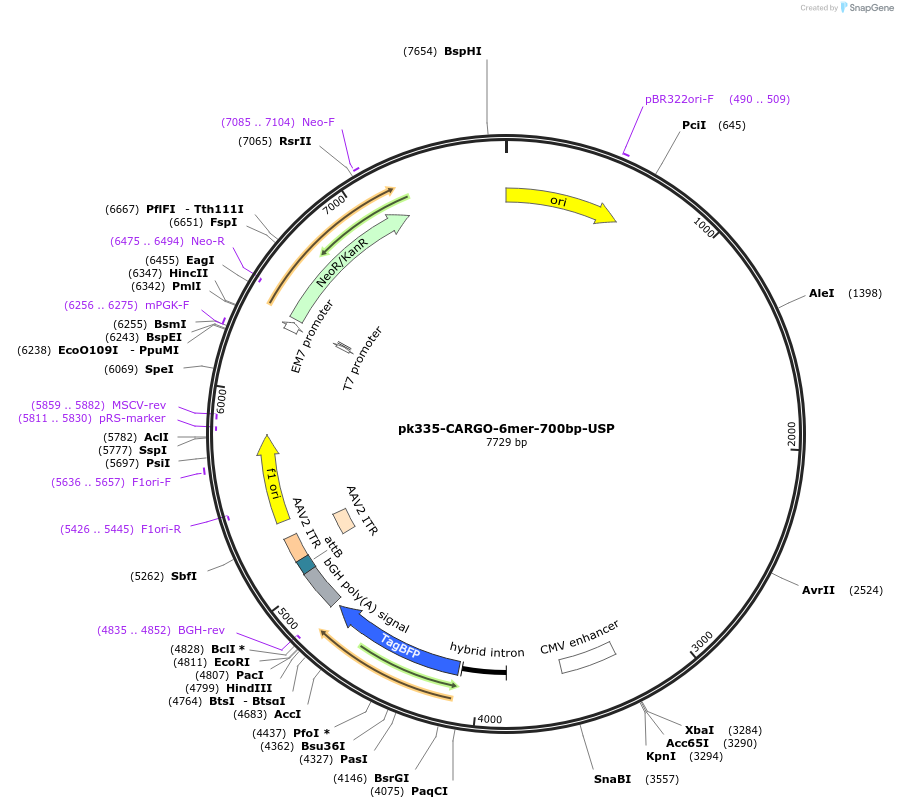 227452-plasmid-map-sequence-id-452274