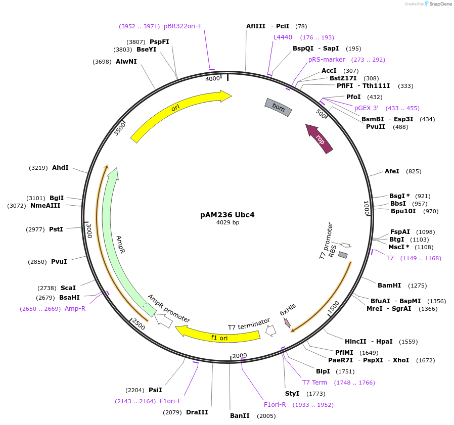 226361-plasmid-map-sequence-id-452284