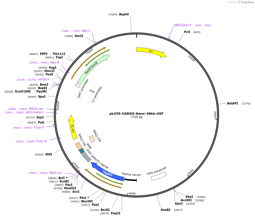 227461-plasmid-map-sequence-id-452287
