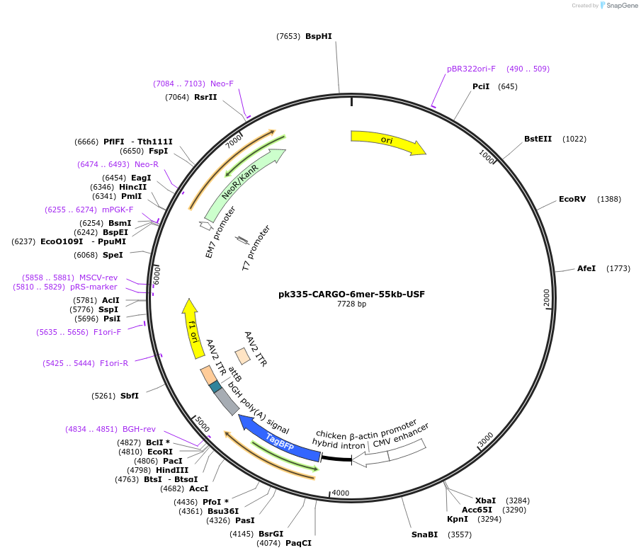 227458-plasmid-map-sequence-id-452288