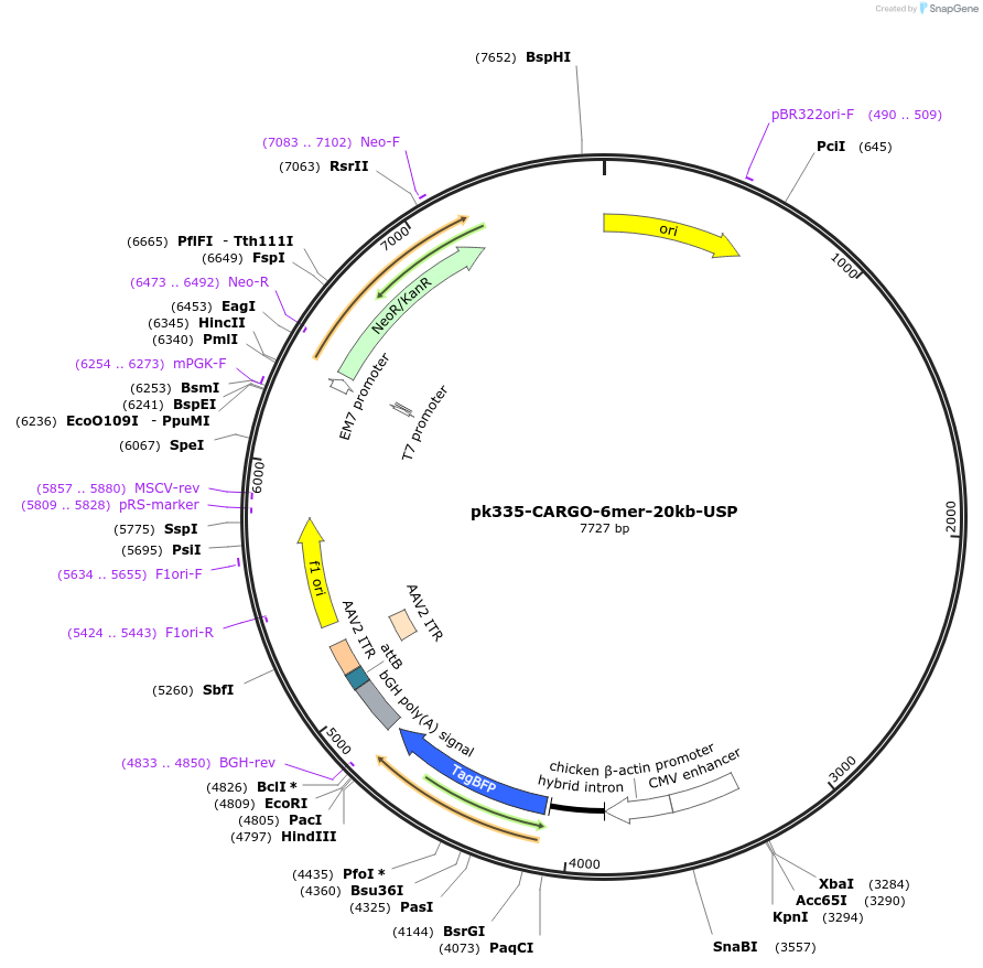 227446-plasmid-map-sequence-id-452289