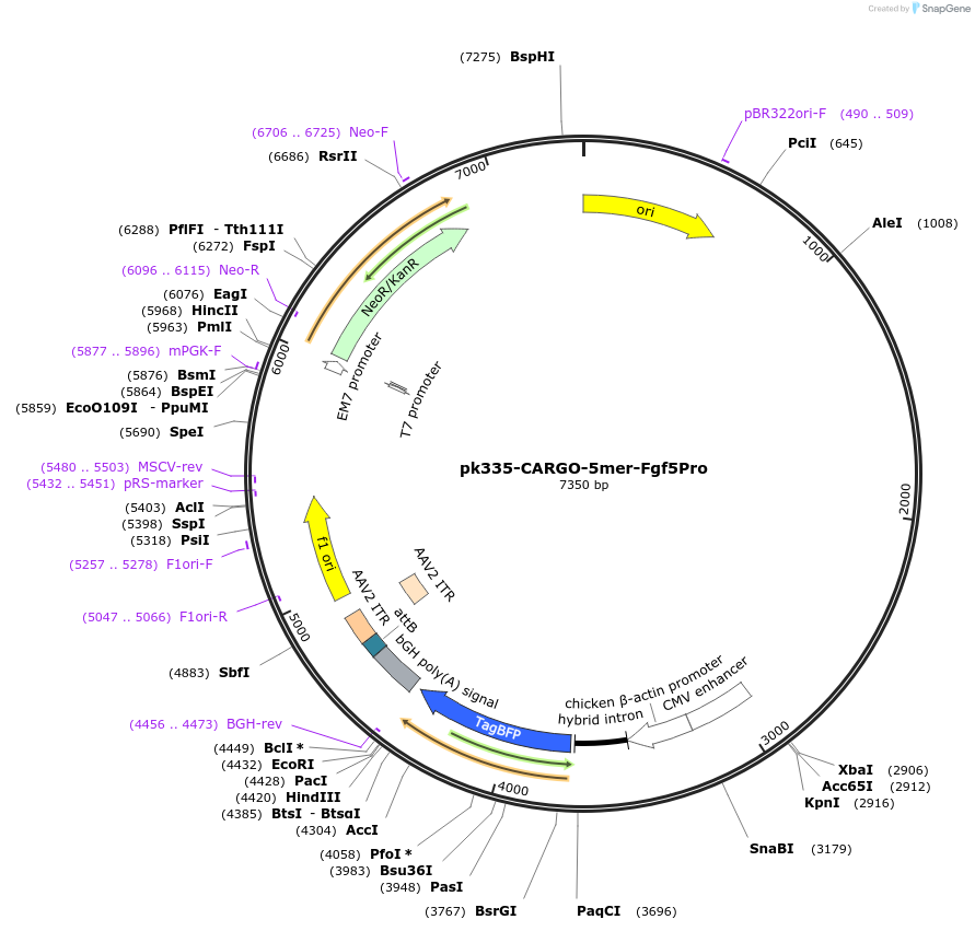 227480-plasmid-map-sequence-id-452292